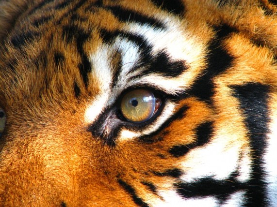 Close up shot of a tiger's eye